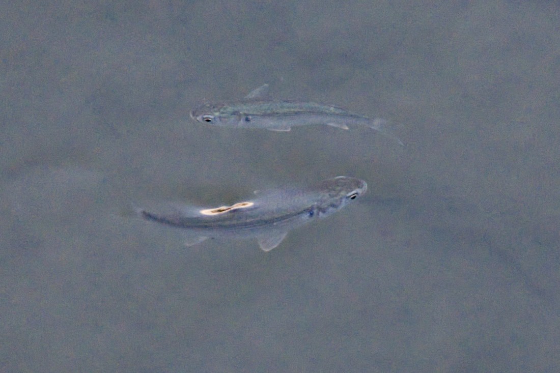 Two small fish are swimming in a stream. They almost appear to be swimming around each other in a yin/yang shape.