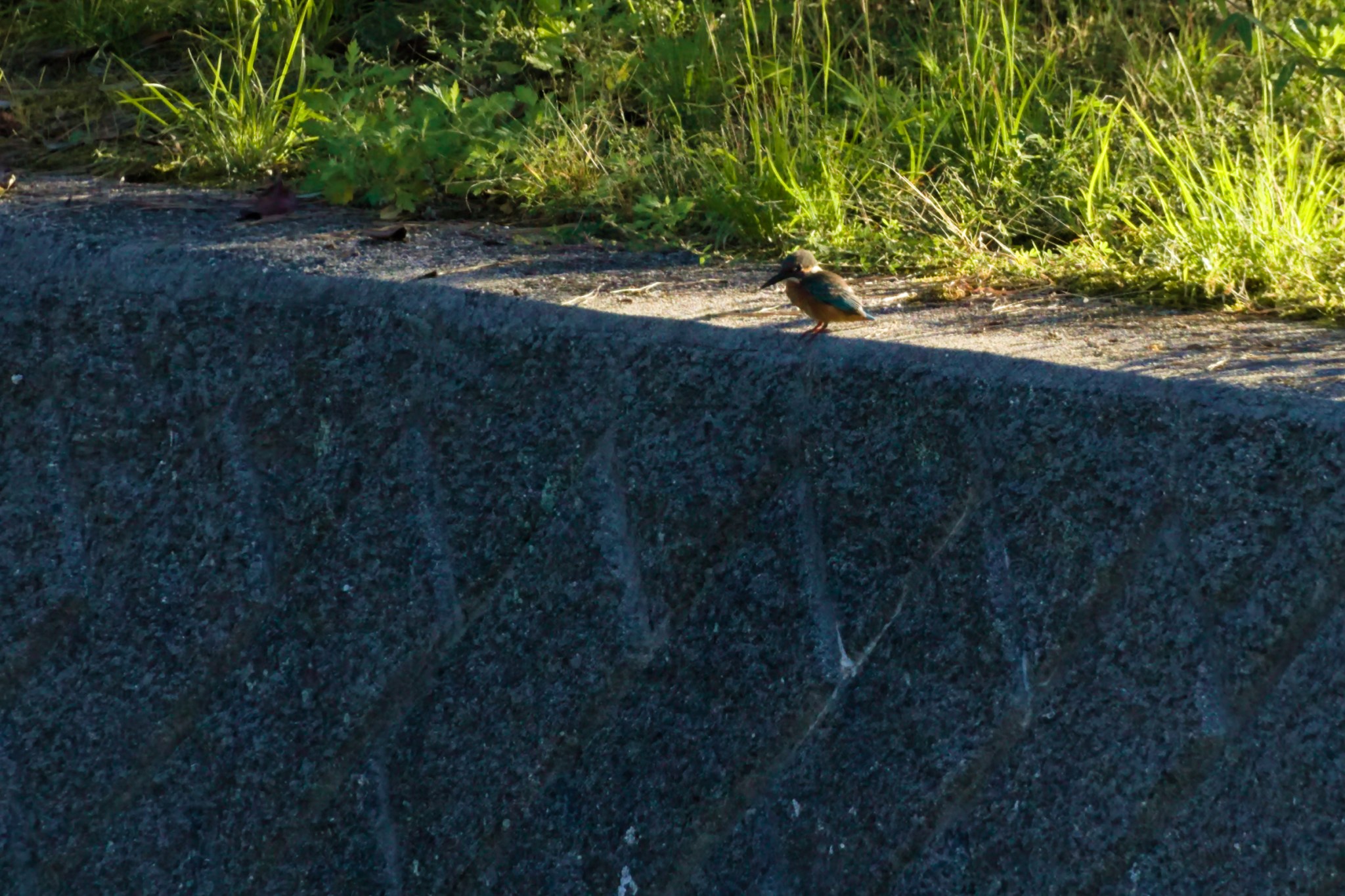 A kingfisher perches on a concrete embankment, half in shadow. Straggly weeds line the ground behind it.