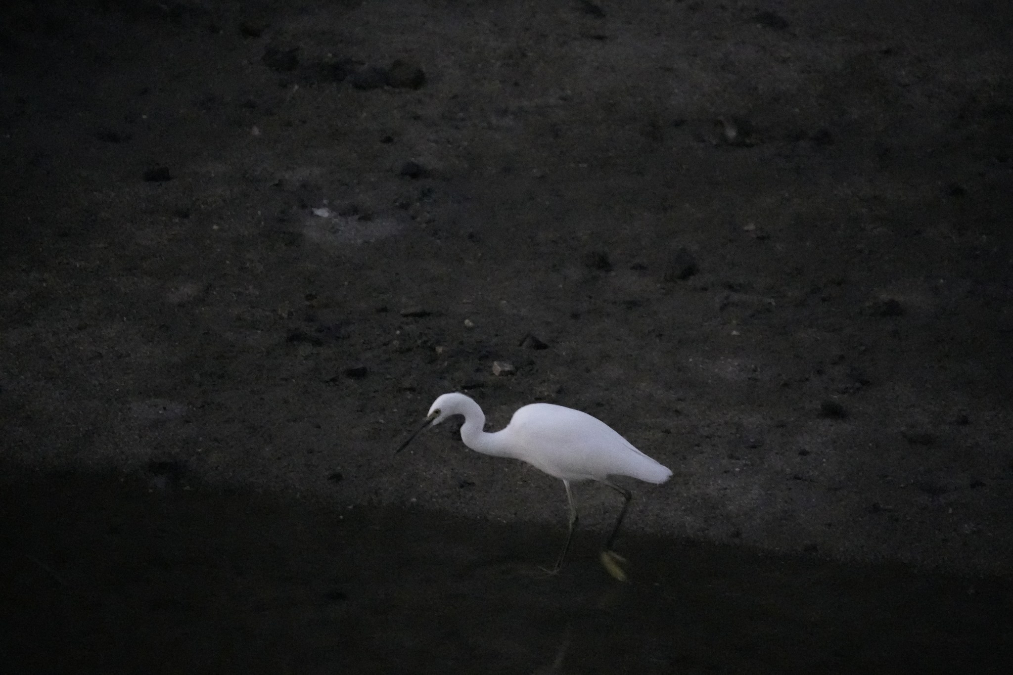 A white water bird wades in shallow water against a dark shoreline.