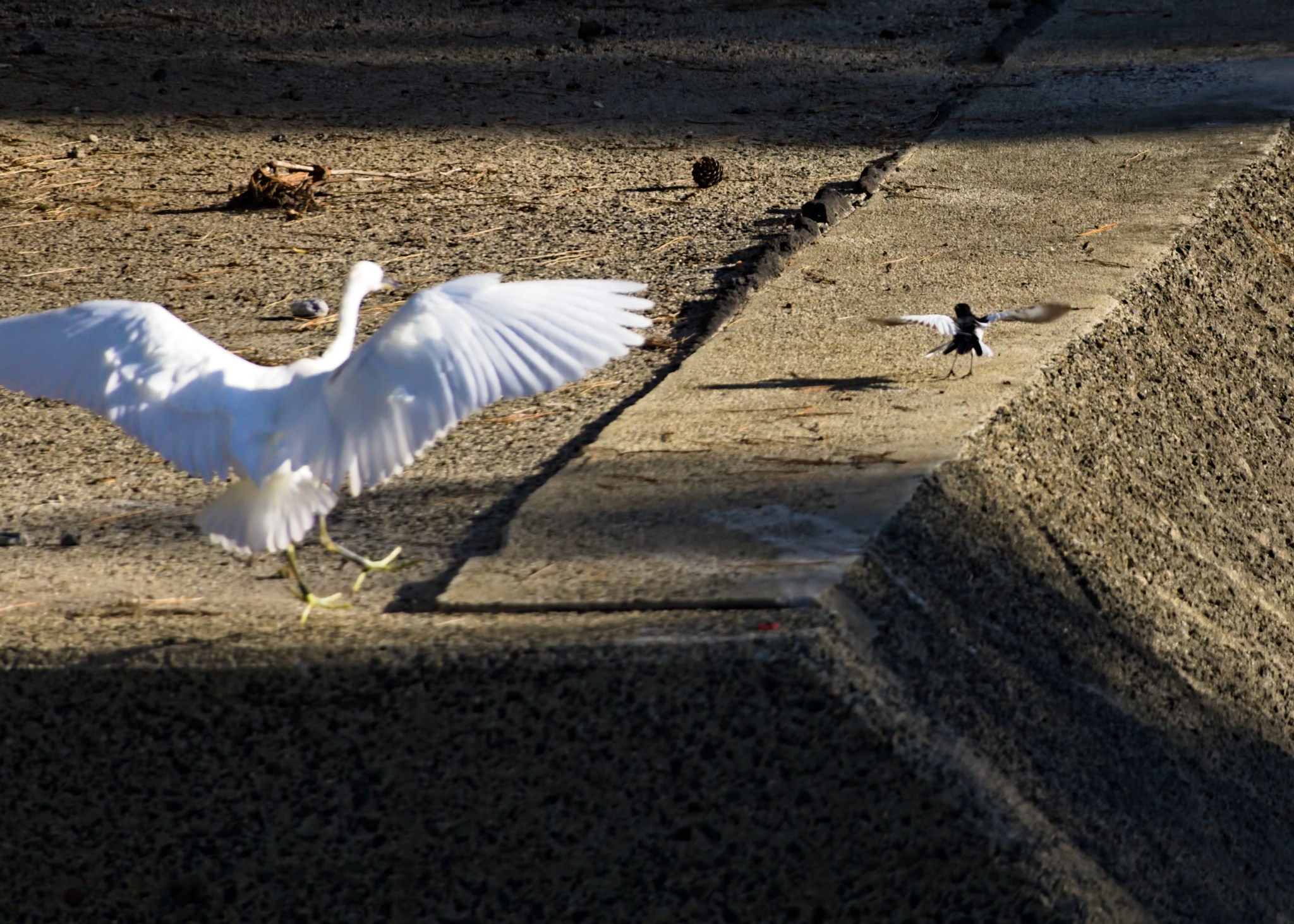 In the foreground, a white egret swoops downward onto a concrete embankment. Beyond it to the right, a small black-backed wagtail takes flight to escape.