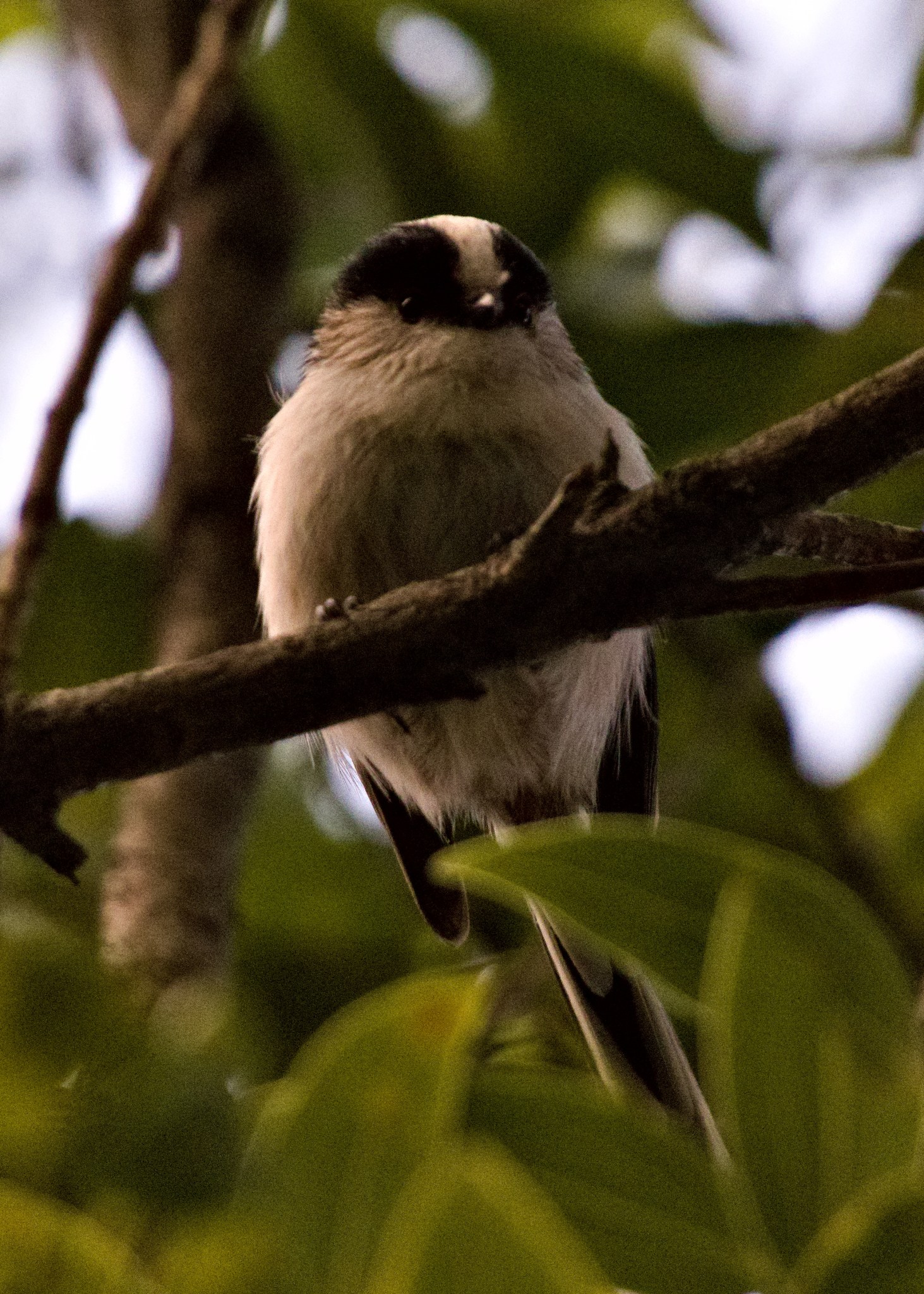 A long tailed tit perched on a branch looking down at the camera from above.