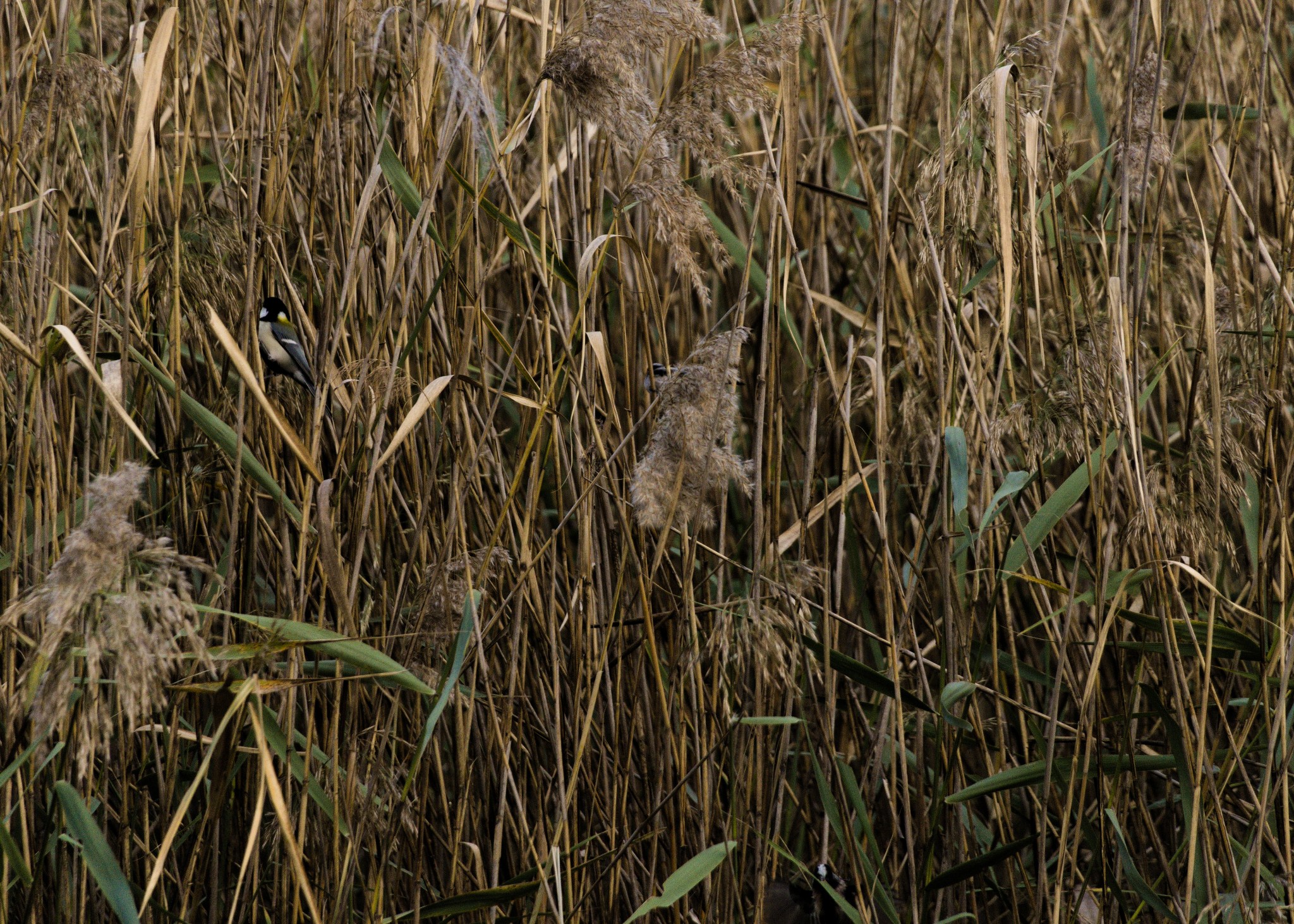 A confusing span of brown reeds with a few small birds flitting around through it.