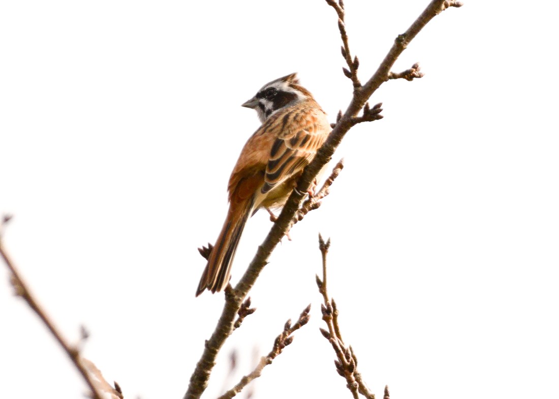 A mottled brown and beige bird with a pointed crest on its head is perched on a twig.