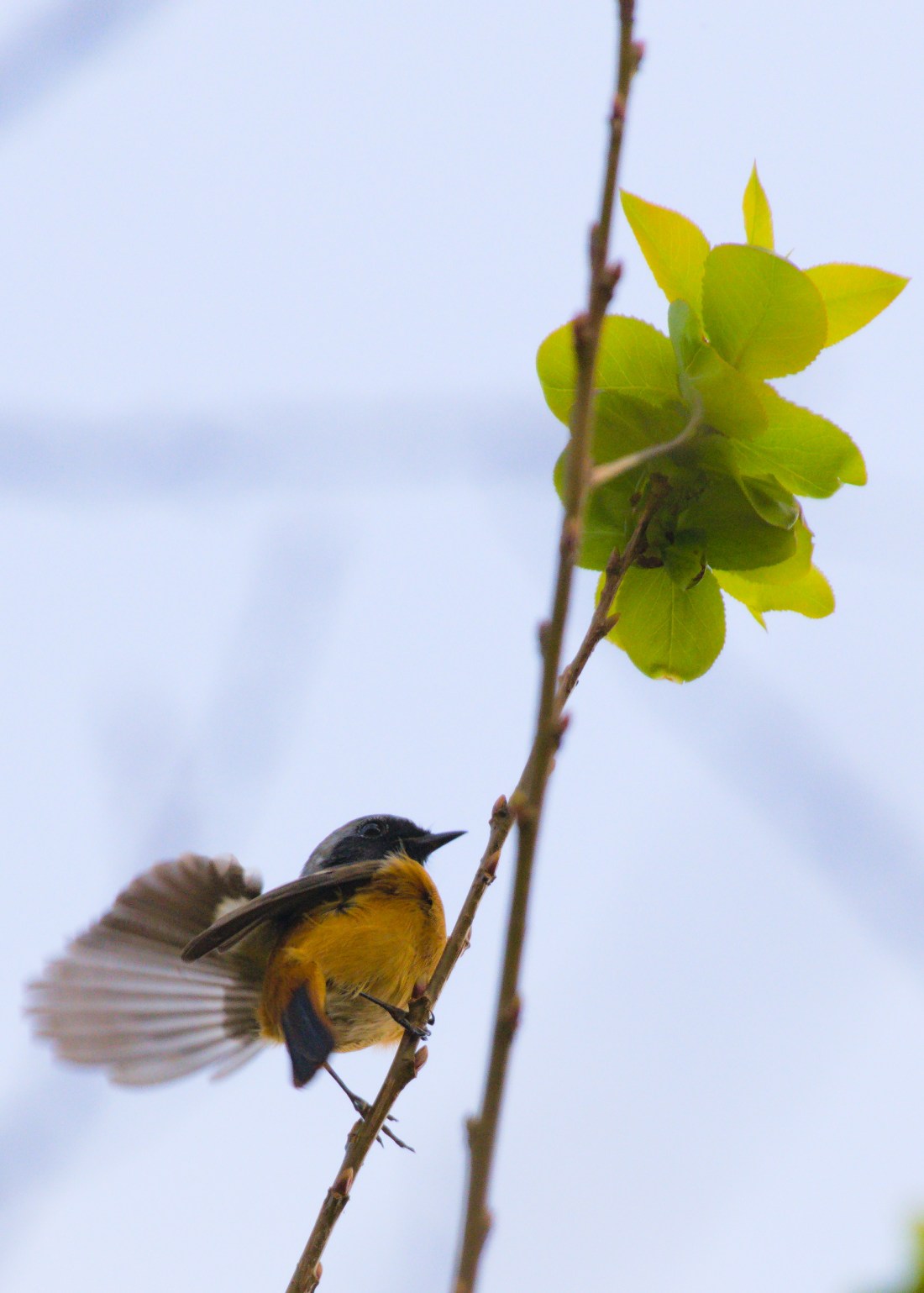 A daurian redstart with orange belly and black head perched at the tip of a thin twig. It is fanning one wing out for balance. Another twig growing nearby has a cluster of yellow-green leaves.