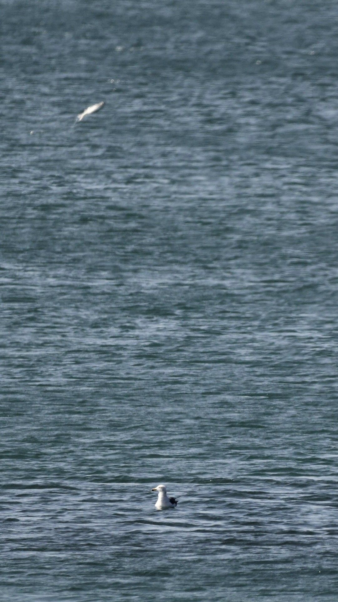 A portrait oriented shot of a seagull on a slightly choppy sea. In the background, a large fish is jumping out of the water.