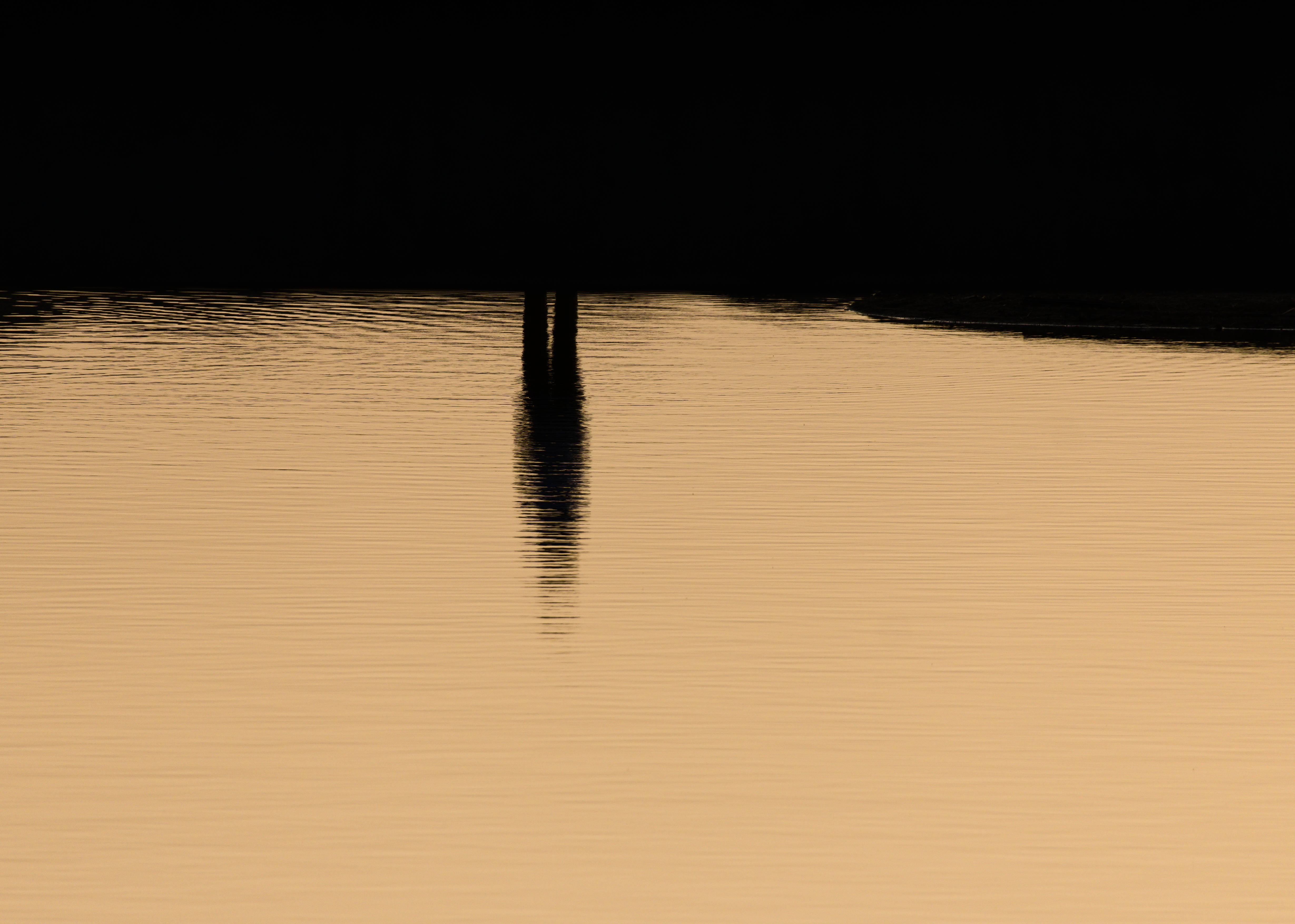 A single dark silhouette is reflected in honey gold water. It is standing still.
