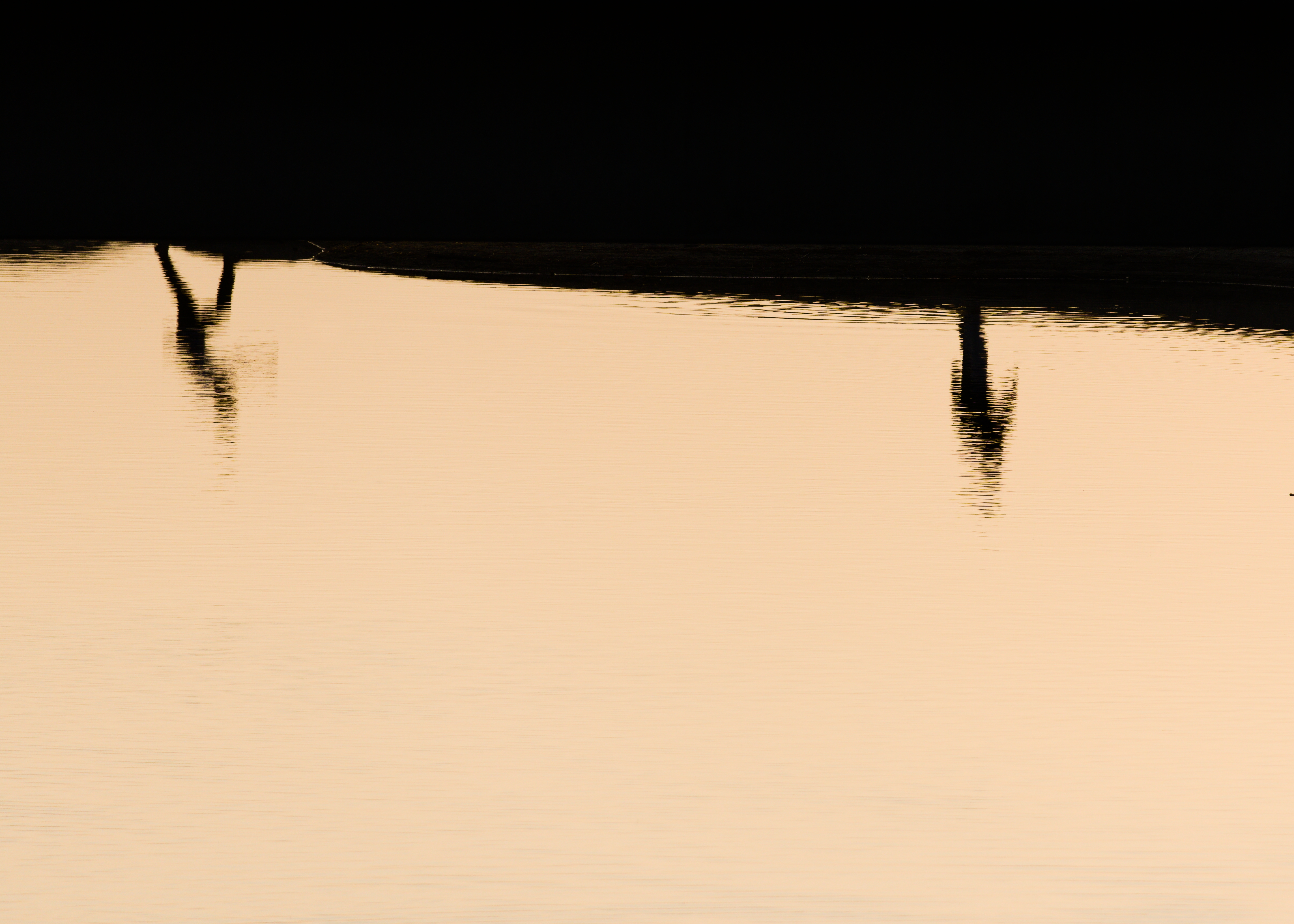 Two dark silhouettes are reflected in honey gold water. They seem to be running to the right.