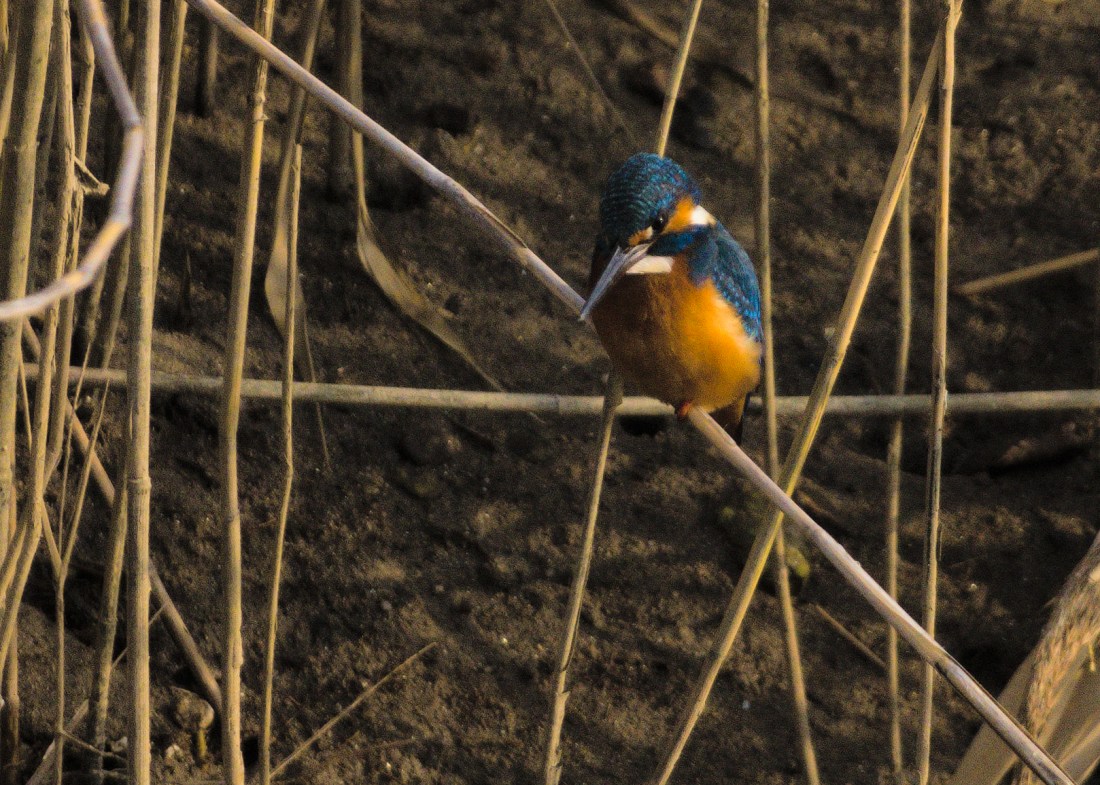 A kingfisher perches on a diagonal leaning reed, looking down.