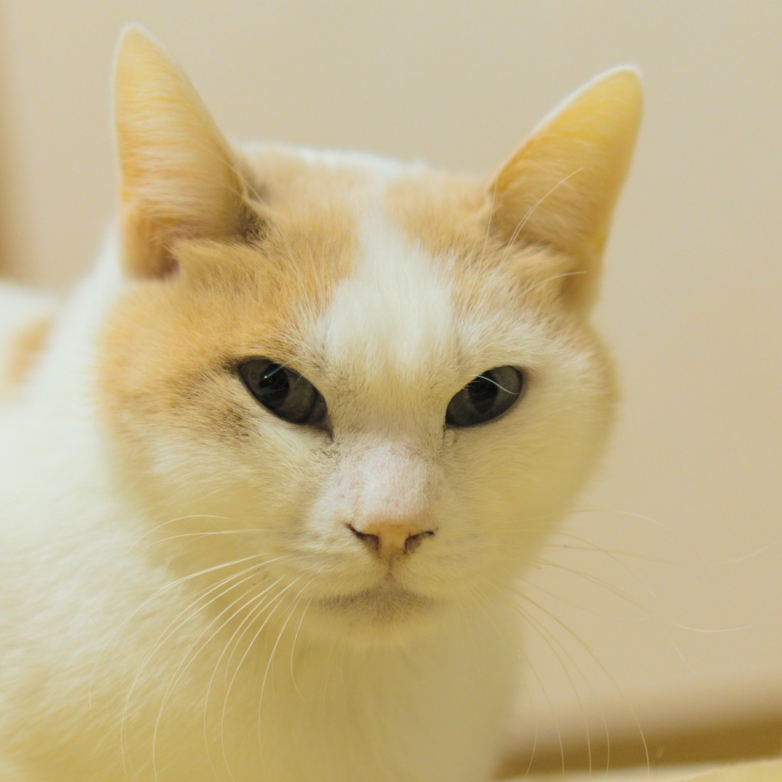 A closeup shot of a while cat with brown patches over his ears. He is looking into the camera.