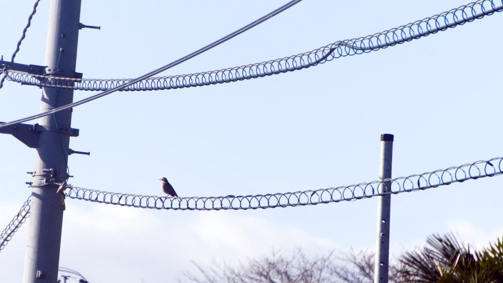The silhouette of a bird—perhaps an oriental dove or a brown-eared bulbul—on an electric wire, with trees in the background.