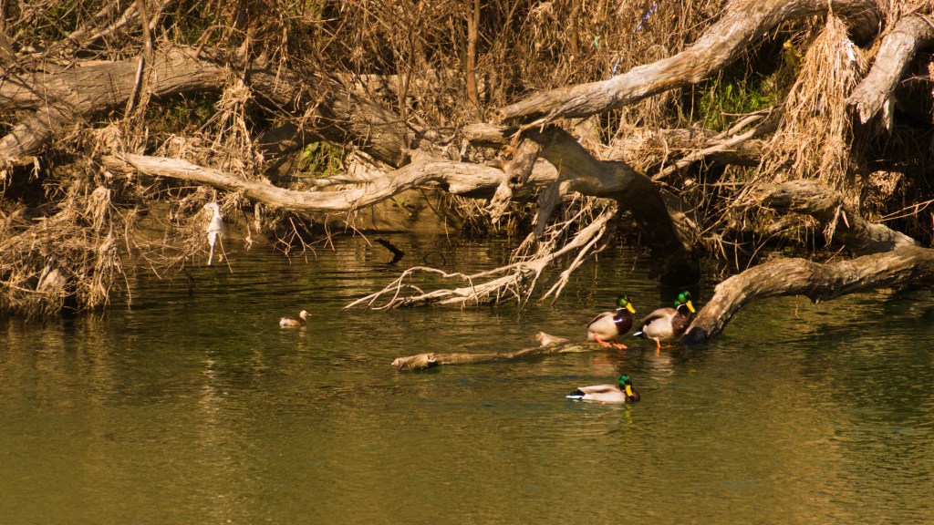 Two male mallard ducks are perched on a tree branch projecting out of a river. Another is swimming in front of them. and a female is swimming off to the left among the other branches.