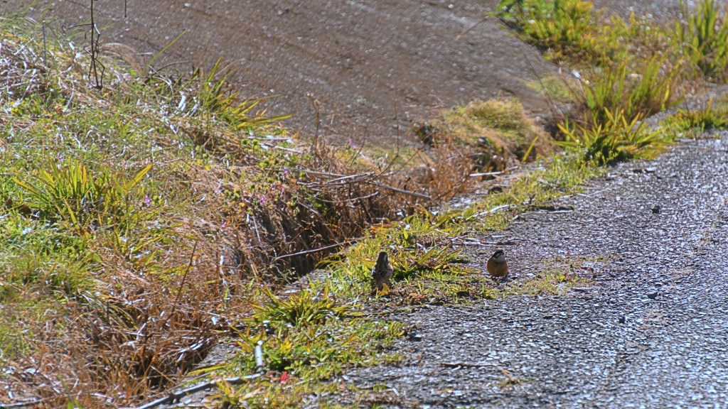 Two small birds in silhouette are on the side of a gravel road. They are meadow buntings, which look a lot like sparrows.