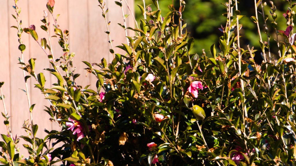 An overgrown camellia bush in full flower with a small, green warbling white-eye bird perched near a flower.