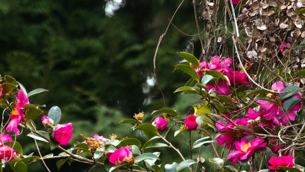 The foreground is filled with camellia blossoms, and a small green warbling white-eye is perched among them.