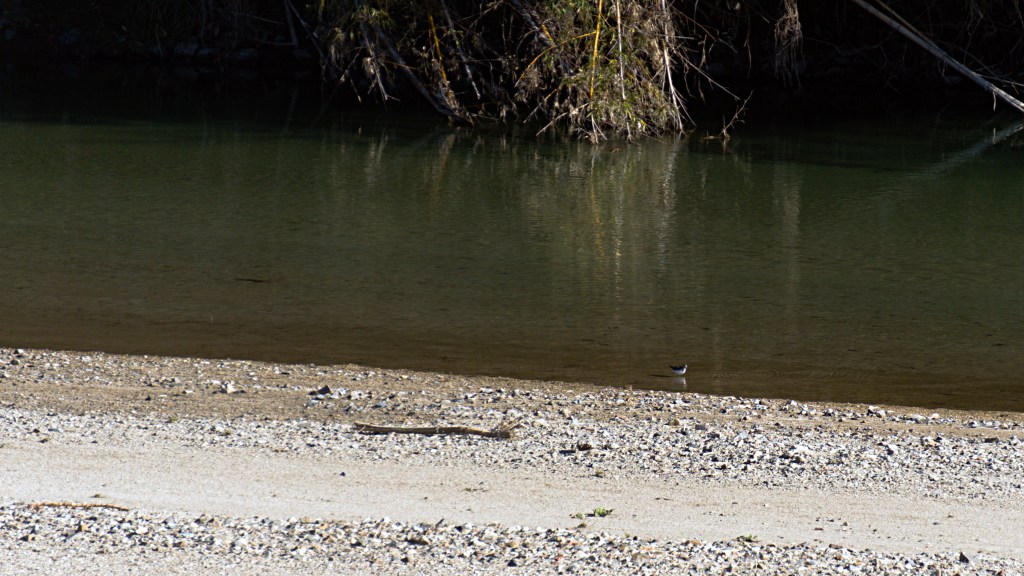 In the far distance, a sandpiper is wading in a green river near a gravel bank.