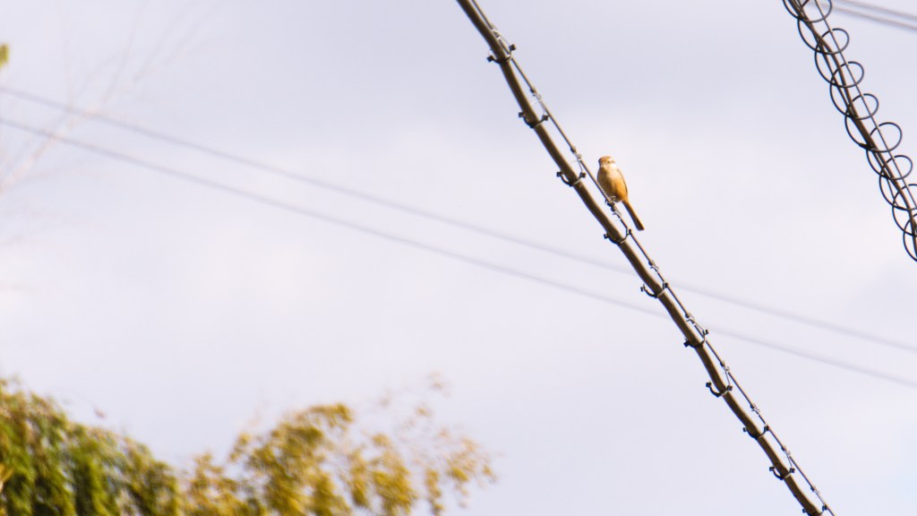 A small, yellow-brown shrike is looking at the camera from its perch on a telephone wire.