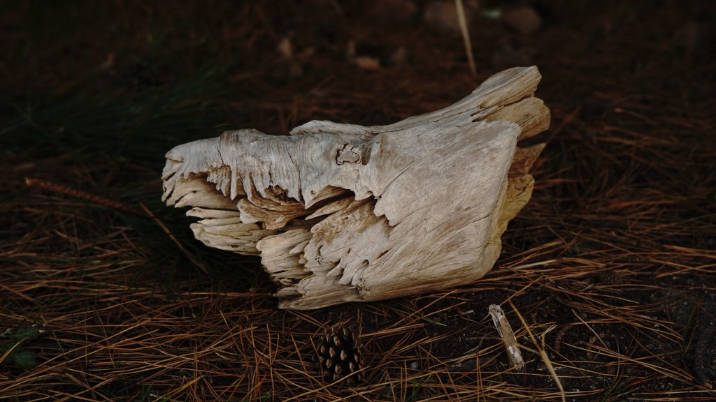 A piece of driftwood that looks something like a dragon's skull on a bed of dead pine needles.