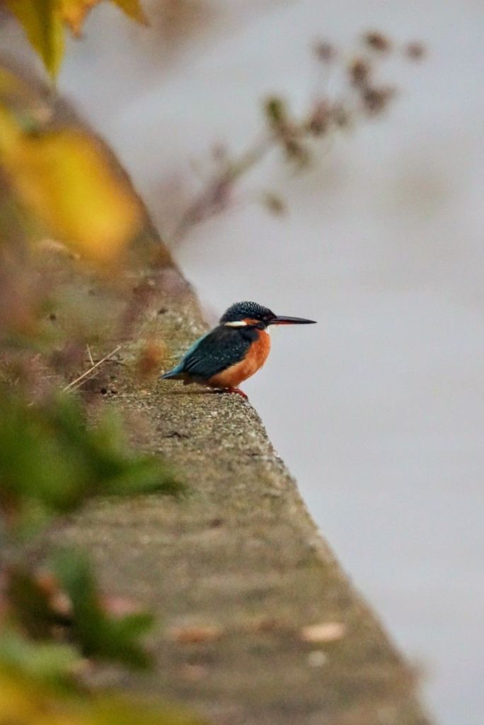 A turquoise and russet bird perched on a concrete wall overlooking a river.