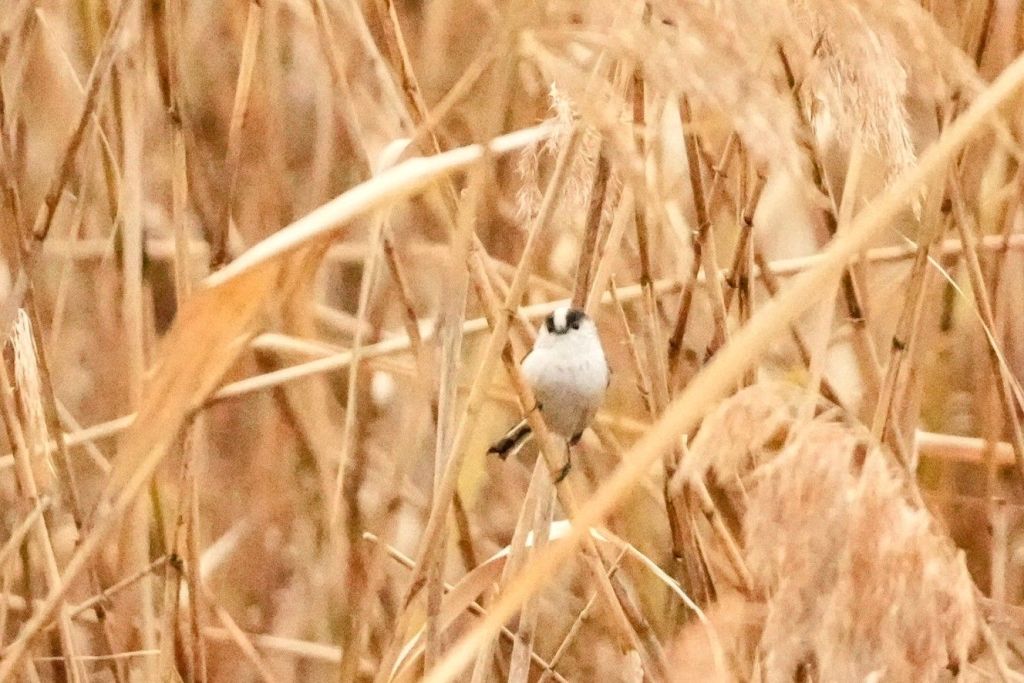 A tiny round bird with a long tail perched among tall brown reeds.