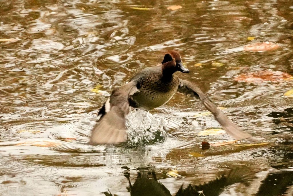A small duck with dark green patches on its face taking flight from a brown river.