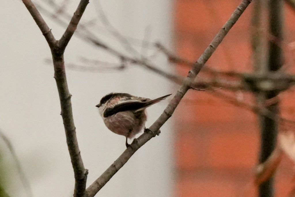 A small, round, white and black bird perched in a bare tree.