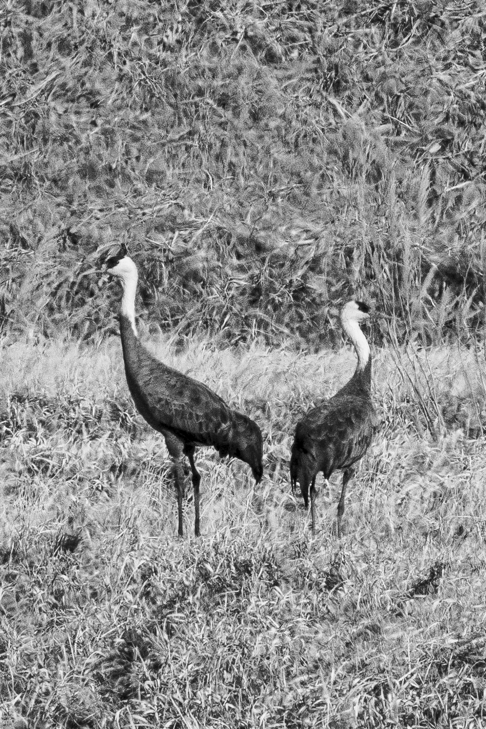 A pair of cranes with black bodies, white necks and heads, and a dark patch over their beaks. Shot in monochrome.