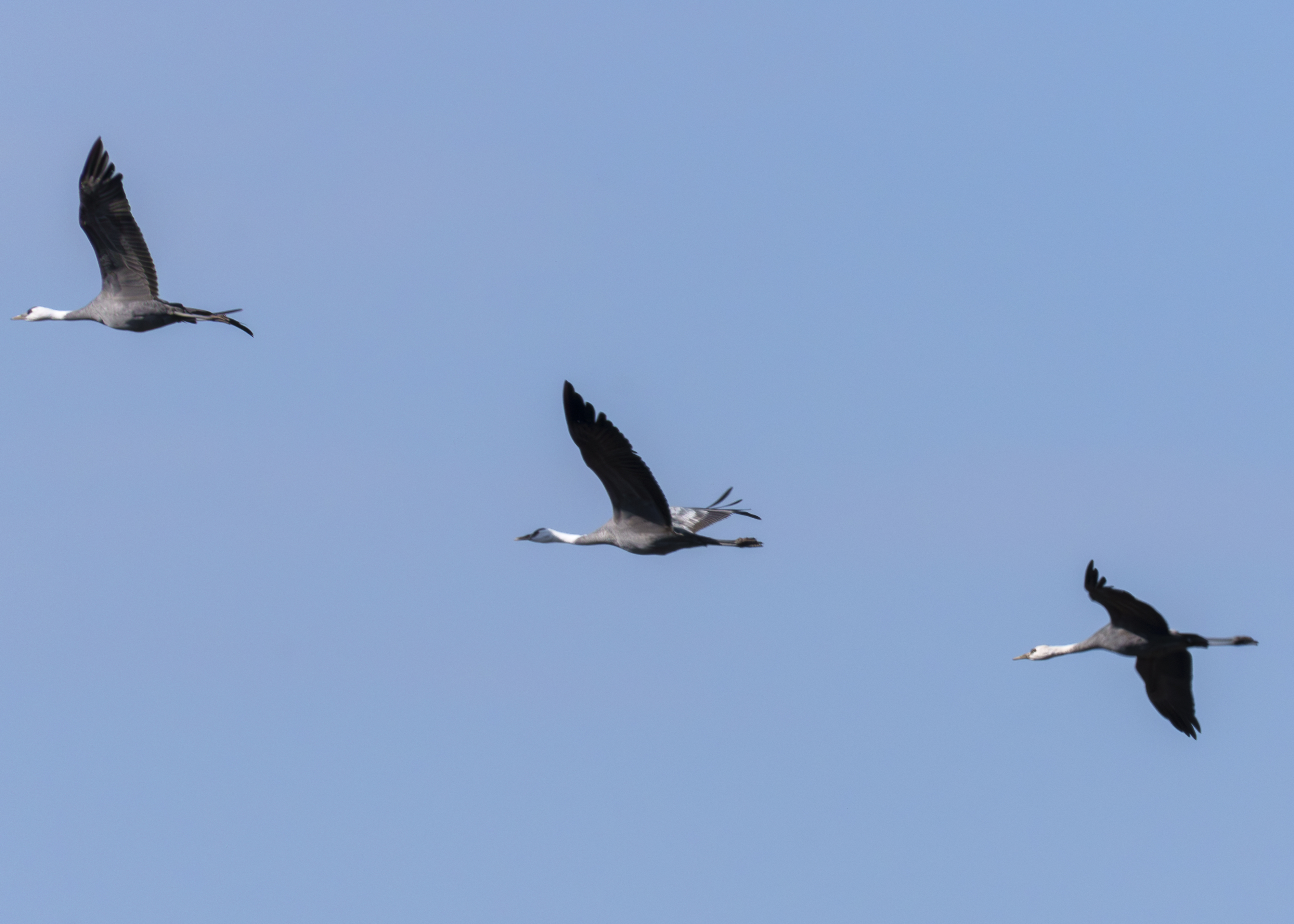 Three cranes flying against the blue sky. They are in a diagonal line from top left to bottom right, and their wings are in varying beat patterns.